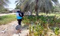 بازدید از مزارع کشت تتون و تنباکو شهرستان جاسک